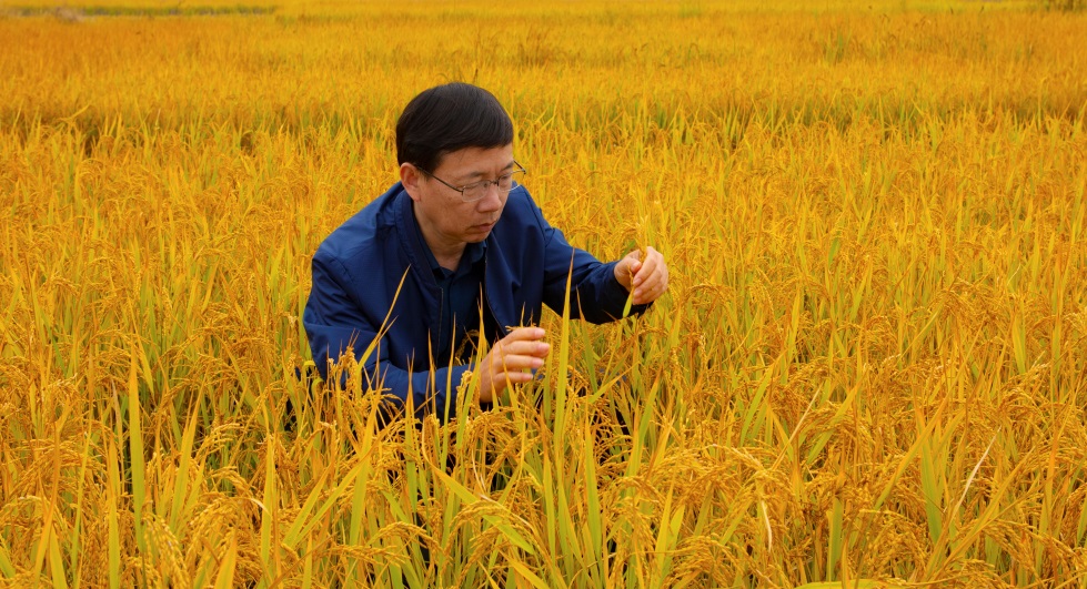 Dr. Peng inspects rice ratoon crop in Hubei, China. (Photo courtesy of Mr. Hanxi Xu.)