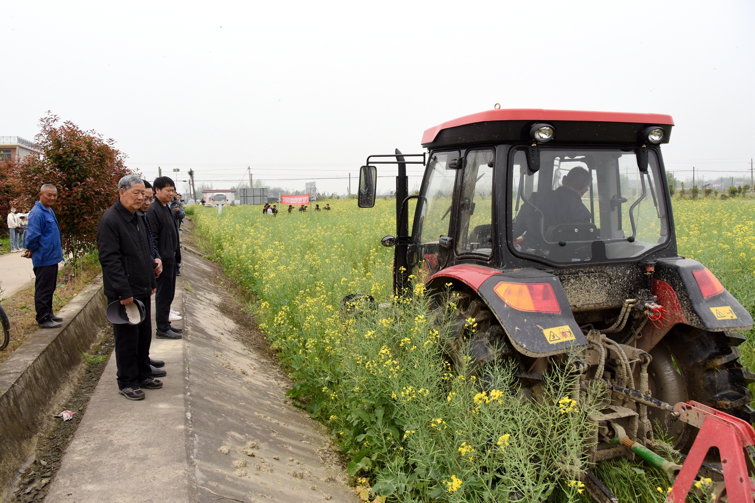 傅廷栋、肖长惜等观摩机收飞播油菜