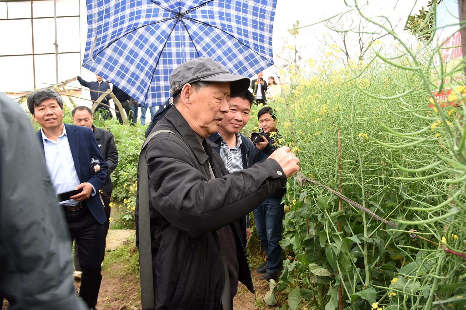 傅廷栋查看油菜生长情况